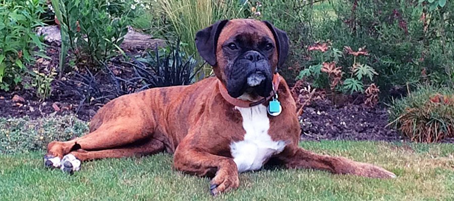 Boxer dog hip dysplasia treatment hotsell