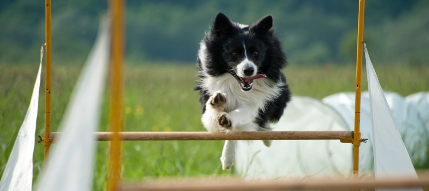 Warm up for dog agility
