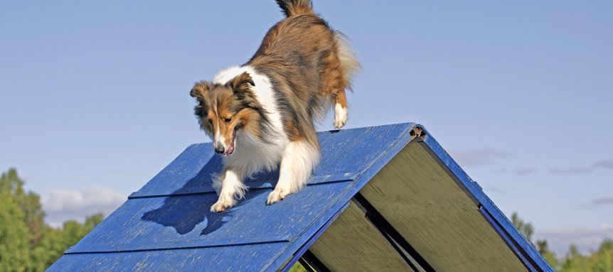 Cool down after agility competition