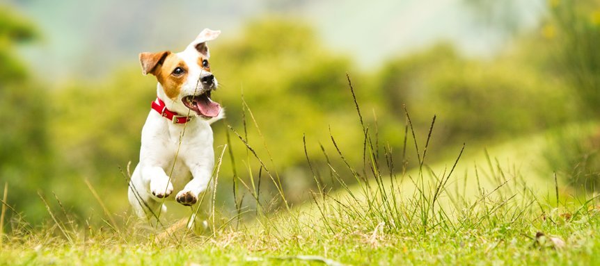 Image of Jack Russell