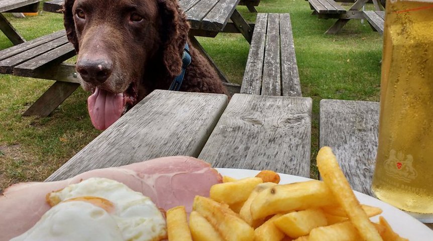 dog obesity