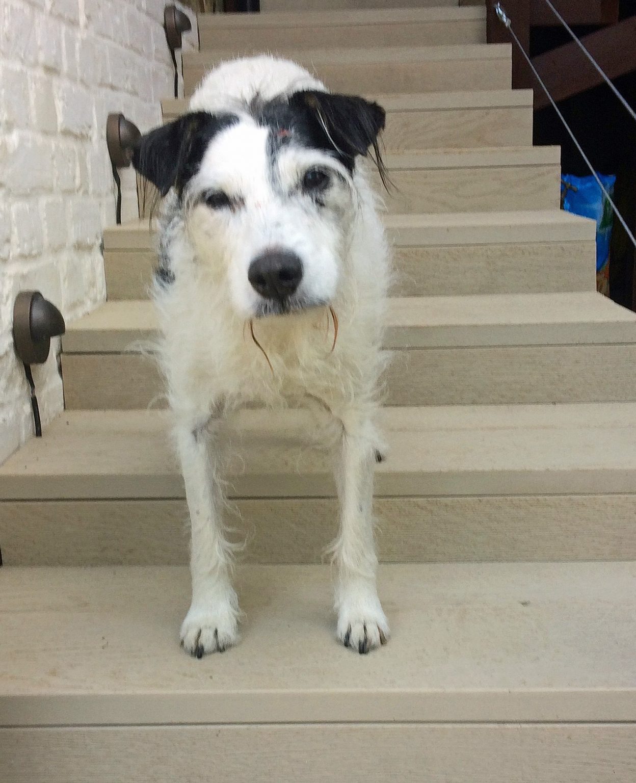 How to help relieve dog joint pain Big Brown Dog Therapy