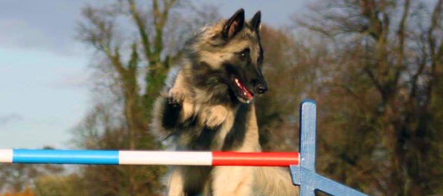 Dog agility