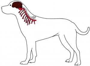 Lead pulling affects the spinal cord and nerves