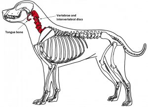 Can dogs best sale have neck bones