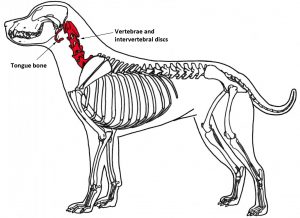 Lead pulling affects the tongue bone and neck