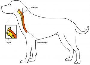 Lead pulling affects the trachea and larynx
