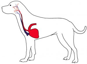 Lead pulling affects the arteries and veins