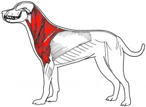 Lead pulling damages the muscles