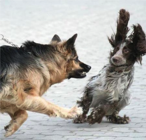 One dog is lunging at another who is shocked